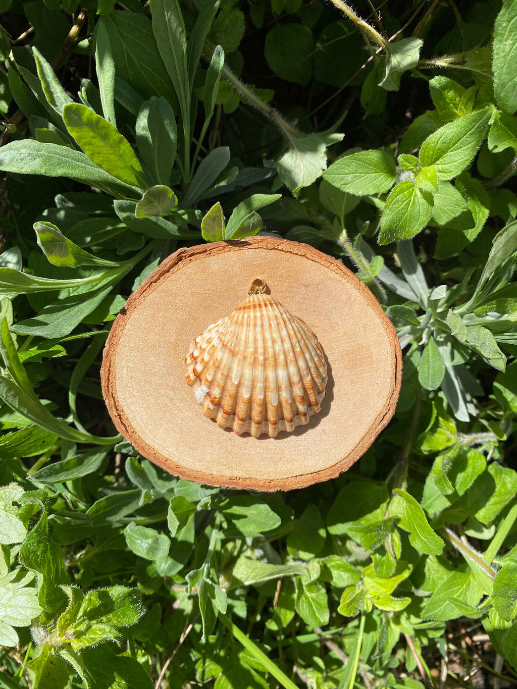 Shell necklace