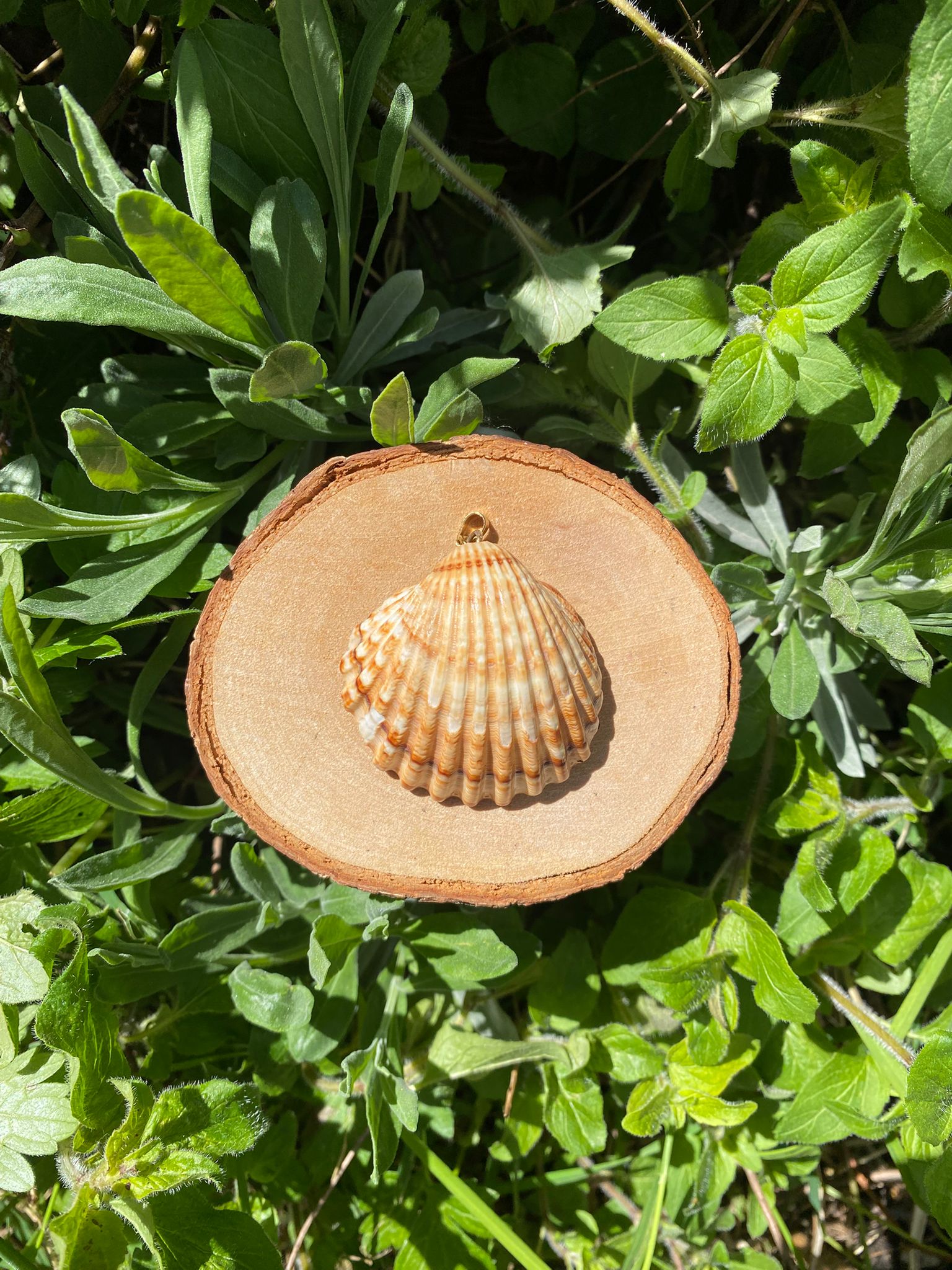Shell necklace